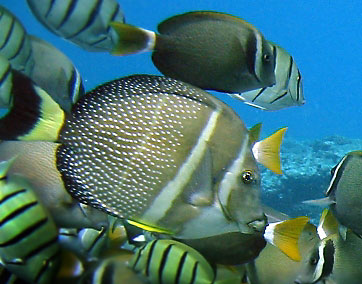 Surgeonfish Species