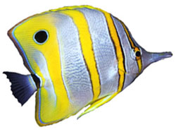 Tropical fish